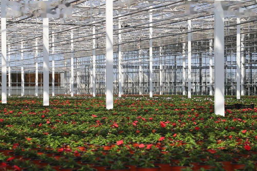 光明超級(jí)工廠 花博會(huì)背后的“?！睔馀c花卉銷(xiāo)售新篇章