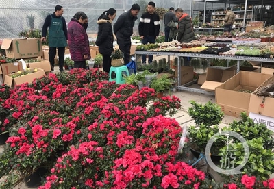 市民花市選“年貨” 春節(jié)花卉銷(xiāo)售火爆，禮品花卉走俏市場(chǎng)