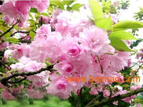 濰坊國(guó)慶菊優(yōu)質(zhì)貨源尋蹤 批發(fā)生產(chǎn)廠家、價(jià)格及禮品花卉銷(xiāo)售指南