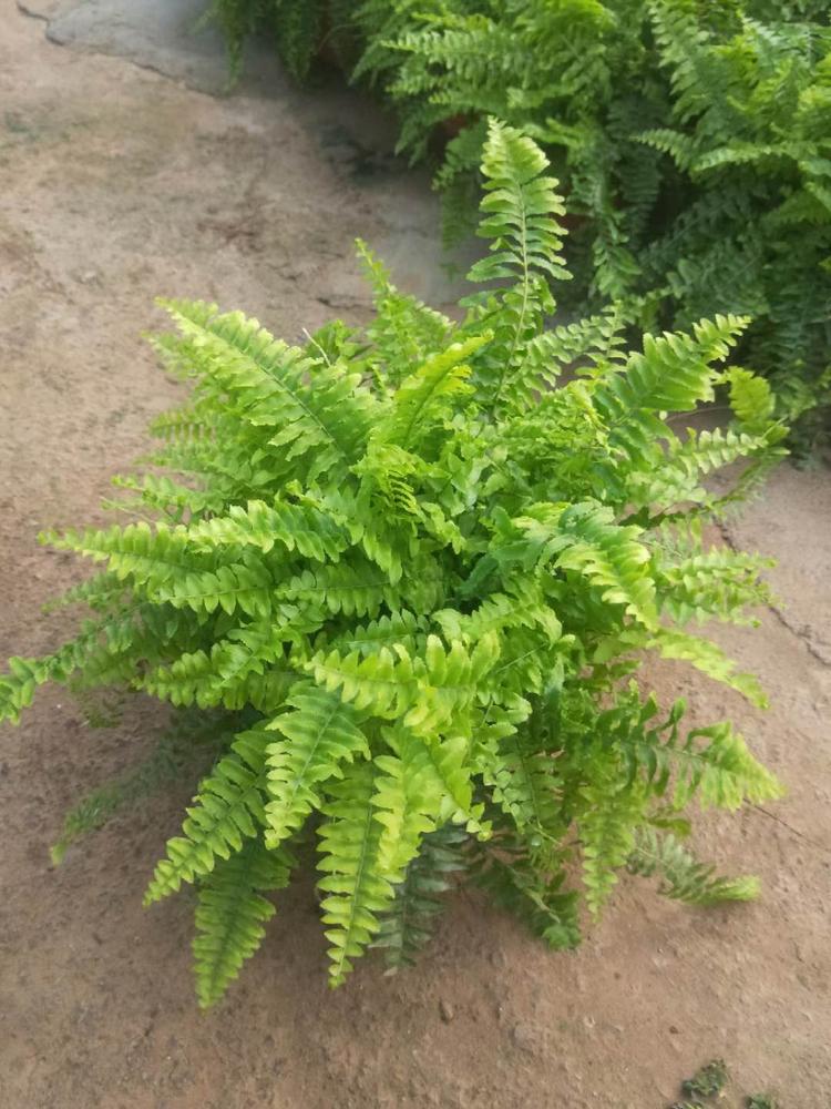 波斯頓蕨行情 波斯頓蕨小苗 波斯頓蕨價(jià)格 波斯頓蕨報(bào)價(jià)